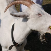 Новогодняя коза. :: Харис Шахмаметьев