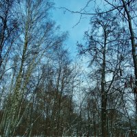Голубая зима :: Светлана Лысенко
