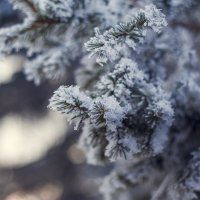 Зима в Иркутске :: Елизавета Альбрехт