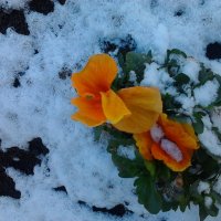 цветы под снегом :: оксана 