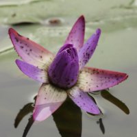 Красивый цветок :: Адик Гольдфарб