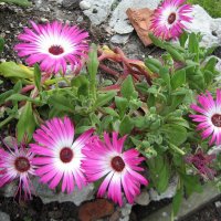 Mesembryanthemum criniflorum /  Мезембриантемум "Искорки" (Хрустальная трава) :: laana laadas