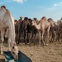 Camels Farm :: Наталья Виноградская