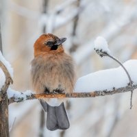 Сойка :: Анатолий 