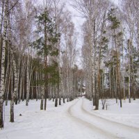 Дорога в лесу . :: Мила Бовкун