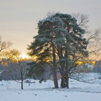 зимняя сосна :: Елена 