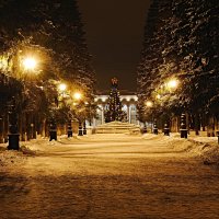 Ёлки в городе Уфе :: Геннадий 