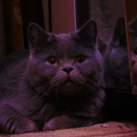 Его величество кот :: Александр Сачков