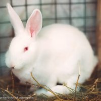 Просто белый кролик :: Valeriy Nepluev