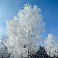 Зимний лес. :: Артур Ходос