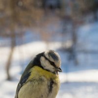 Синичка :: Андрей Студеникин