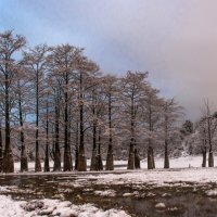 Болотные кипарисы в снегу :: Алексей Яковлев