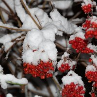 первый снег :: Елена Константиниди