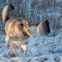 *** :: Валентина Ломакина