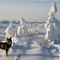 В гостях у Снежной Королевы :: Владимир Тюменцев