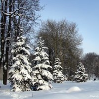 Псков,Летний сад зимой :: Татьяна Ким 
