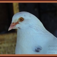 Белая птица с черной отметиной :: Igor Arabadzhy