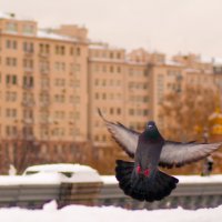 Голубь в городе :: Юлия Москалькова