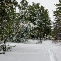 Зимний лес.. :: Юрий Стародубцев