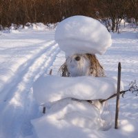 Уступи лыжню! :: Галина Татьяныч