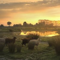 Sheep in the morning. :: Johny Hemelsoen 