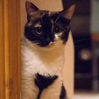 Кошка Машка :: Андрей Кузнецов