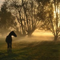 Golden morning. :: Johny Hemelsoen 