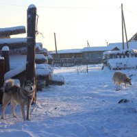 в деревне :: Ксюша Гасич