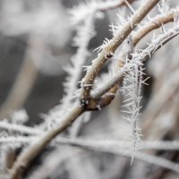 frost/winter :: Юлия 