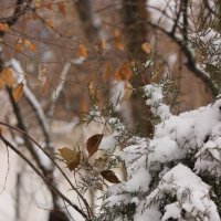 Первый снег :: Леонид 