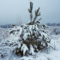 Зима :: Александр Резуненко