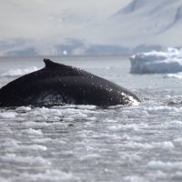 Горбатый кит :: Геннадий Мельников