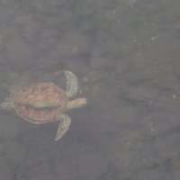 Морская черепаха :: Olga Merlinge