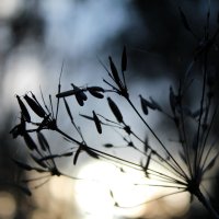 Winter flowers: silhouette :: Александра Ветер