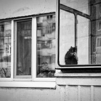 Одинокий котик. :: Игорь Гончаров