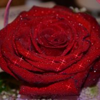 Красная роза :: Таня Фиалка