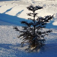 2. Солнечный день :: Фотогруппа Весна