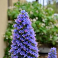 12.04.14 Синяк пышный - Echium fastuosum :: Борис Ржевский