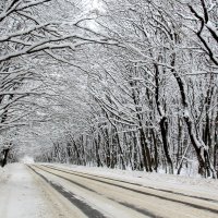 Дорога зовёт! :: Светлана Попова