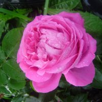 роза :: ирина амблямова