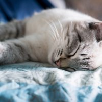 Коты всегда найдут уютное местечко :: Анна Кадулина-Новоселова