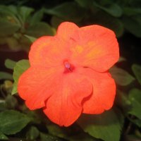 Impatiens walleriana / Бальзамин Валлера :: laana laadas