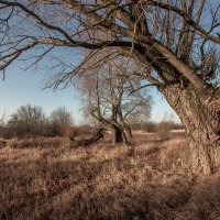 Старые деревья :: Игорь Вишняков