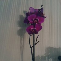 Орхидея :: Людмила 