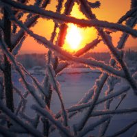солнце в зимних ветках :: Роман Гмырин