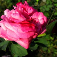 Осенние розы...2 :: Тамара (st.tamara)