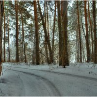 Прогулка в сосновом бору (4) :: Сергей Афонякин