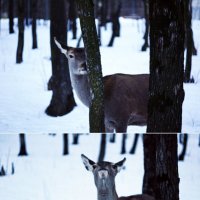 Олень :: Анастасия Звягина