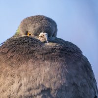 *** :: Соня Орешковая (Евгения Муравская)