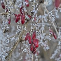 барбарис :: Ольга Рывина